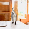 猫嫌い宅にうずくまっていた猫（糸島市） サムネイル3