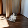 猫嫌い宅にうずくまっていた猫（糸島市） サムネイル6