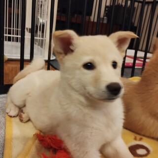 約2ヶ月半の女の子【ミムラ】