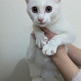 エイズ白血病陰性生後3カ月♥白猫♥きれいで美人さん