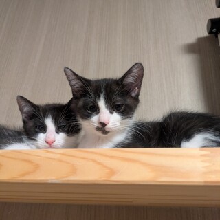 9月生まれ　ちょっとビビりな白黒兄弟