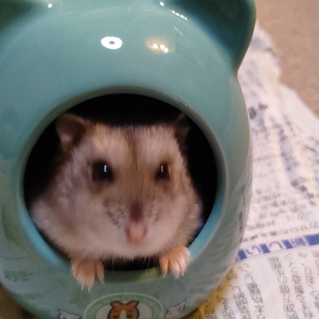 まこも0225のカバー写真