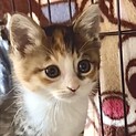 授乳から育てた人慣れ抜群甘え子の美少女ミイ姫