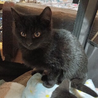 まんまる お目目の黒猫女の子 2ヶ月半