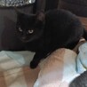 まんまる お目目の黒猫女の子 2ヶ月半 サムネイル2