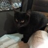まんまる お目目の黒猫女の子 2ヶ月半 サムネイル4