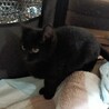 まんまる お目目の黒猫女の子 2ヶ月半 サムネイル7