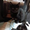 まんまる お目目の黒猫女の子 2ヶ月半 サムネイル6