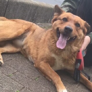 雑種/雄/至急里親募集しております。