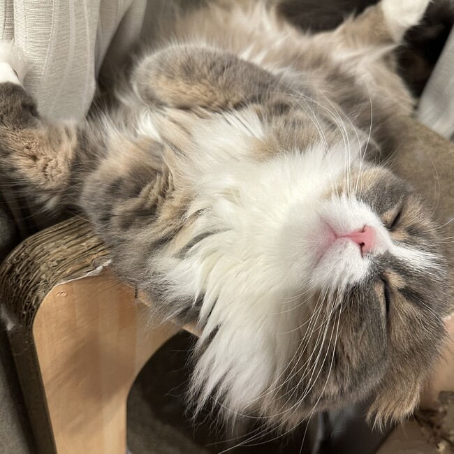 Sawa1のカバー写真