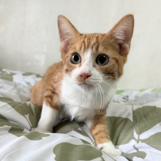 食いしん坊の元気な茶白♪　トモくん