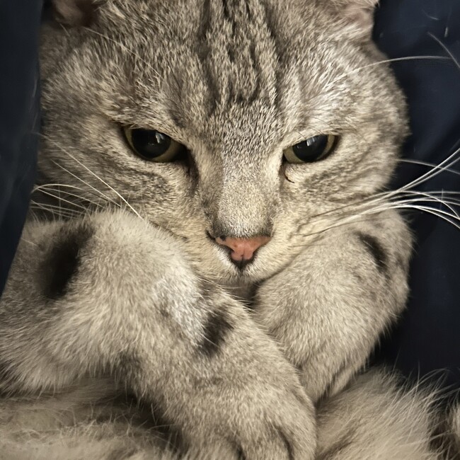 じょい0430のカバー写真