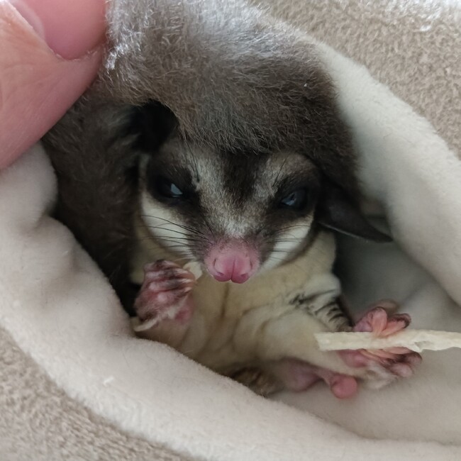 たらこまんのカバー写真