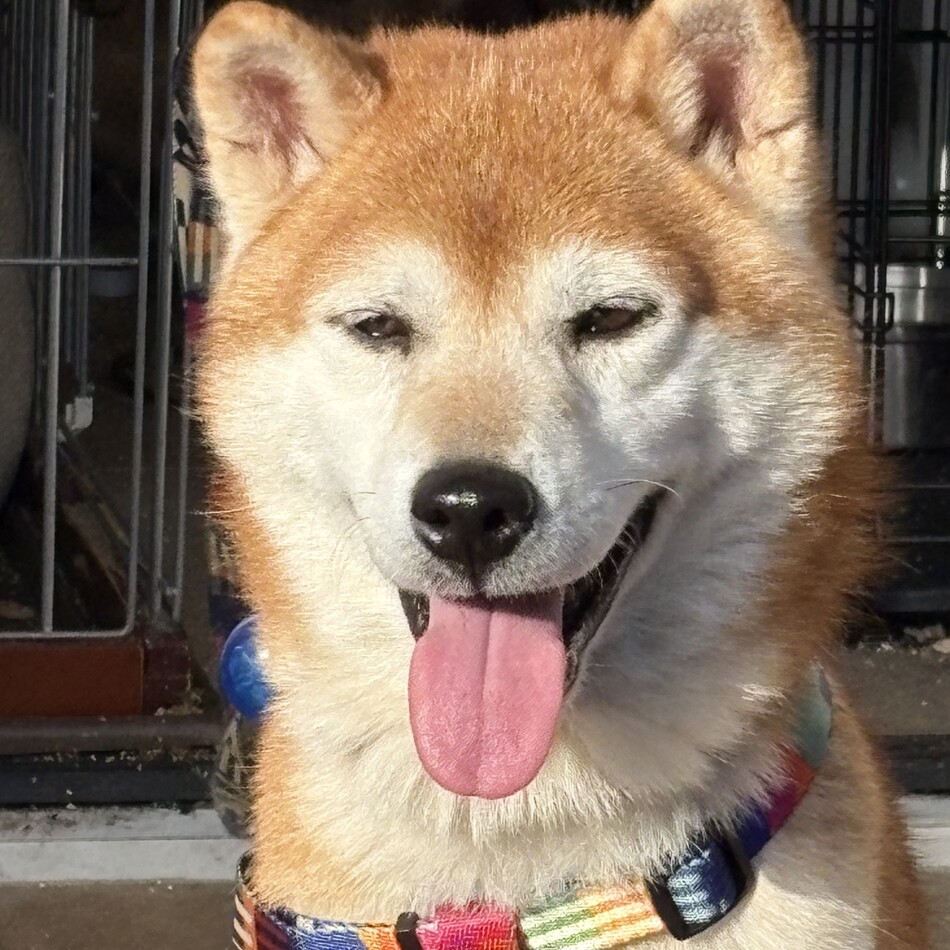 福竜のカバー写真