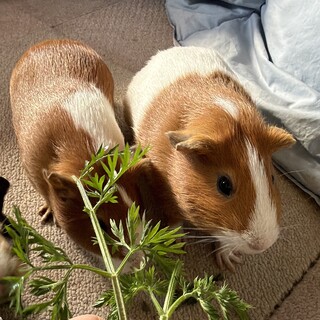 動画up！　モルモット　頑張ったママの里親さま募集