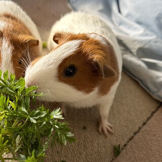 動画up！モルモット　頑張ったママの里親さま募集