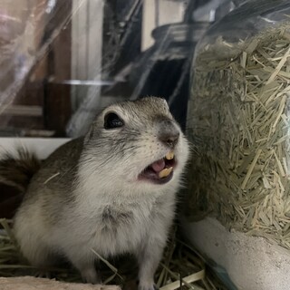 リチャードソンジリス女の子