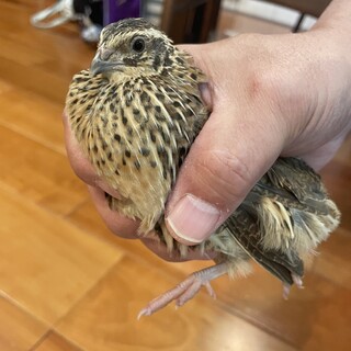 ウズラ　雄2羽、雌1羽