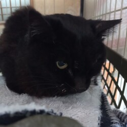 シニア猫来ました。