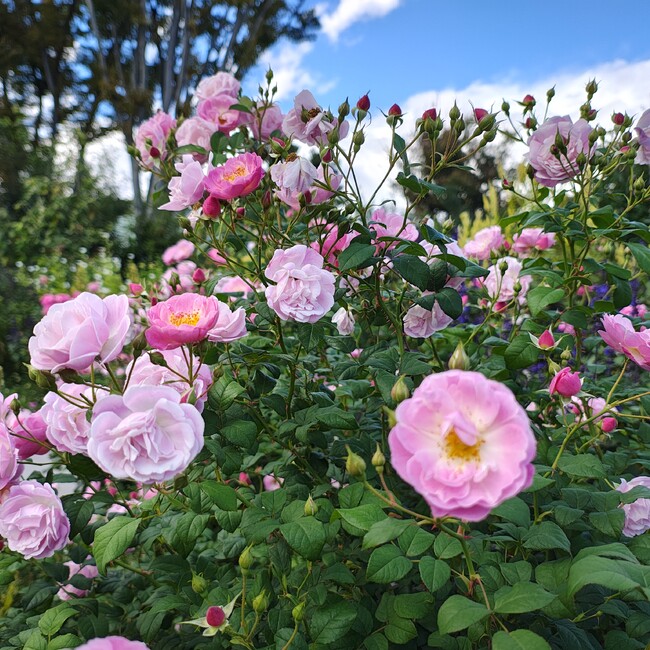 Se1112のカバー写真