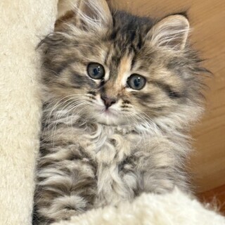 ぬいぐるみみたいな可愛いベルちゃん！