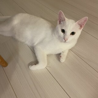 D32 （仮）DIO（ディオ）くん