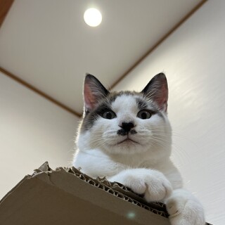 甘えん坊！シャムMIX兄弟『一郎くん』