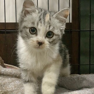 3匹兄妹♥ボブテイル♥サバトラ風三毛猫♥みいちゃん