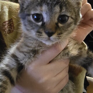 キジトラとサビ猫、茶トラ、黒猫