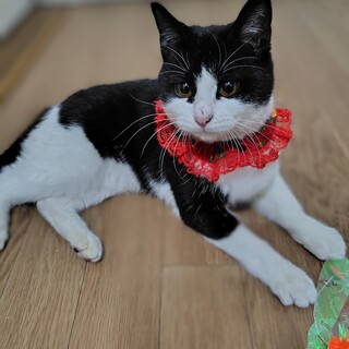 ハチワレ女の子