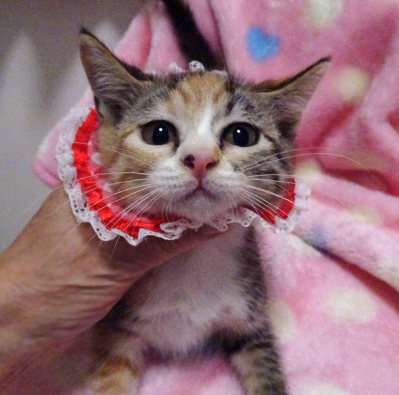 おだやかで可愛い三毛♪ミ」東京都 - 猫の里親募集(531929