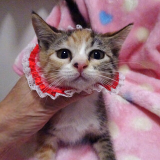 おだやかで可愛い三毛♪ミイちゃん ２カ月半