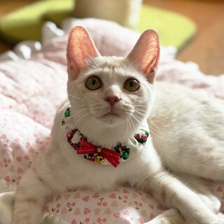 【12/14東銀座】からあげちゃん★４ヵ月♪