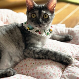 【12/14東銀座】おからちゃん★４ヵ月♪