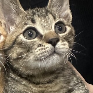 里親決定。人慣れバッチリキジトラくん