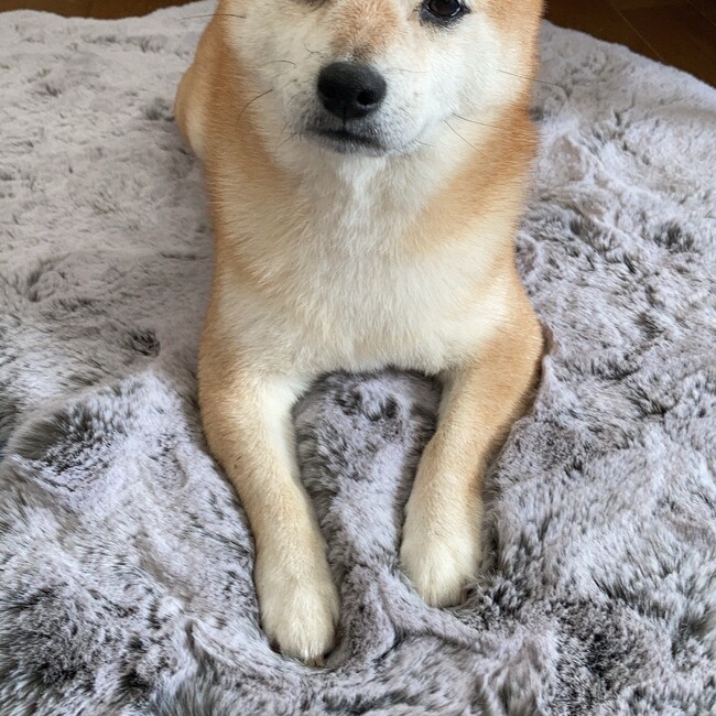 ムウちゃん、のカバー写真