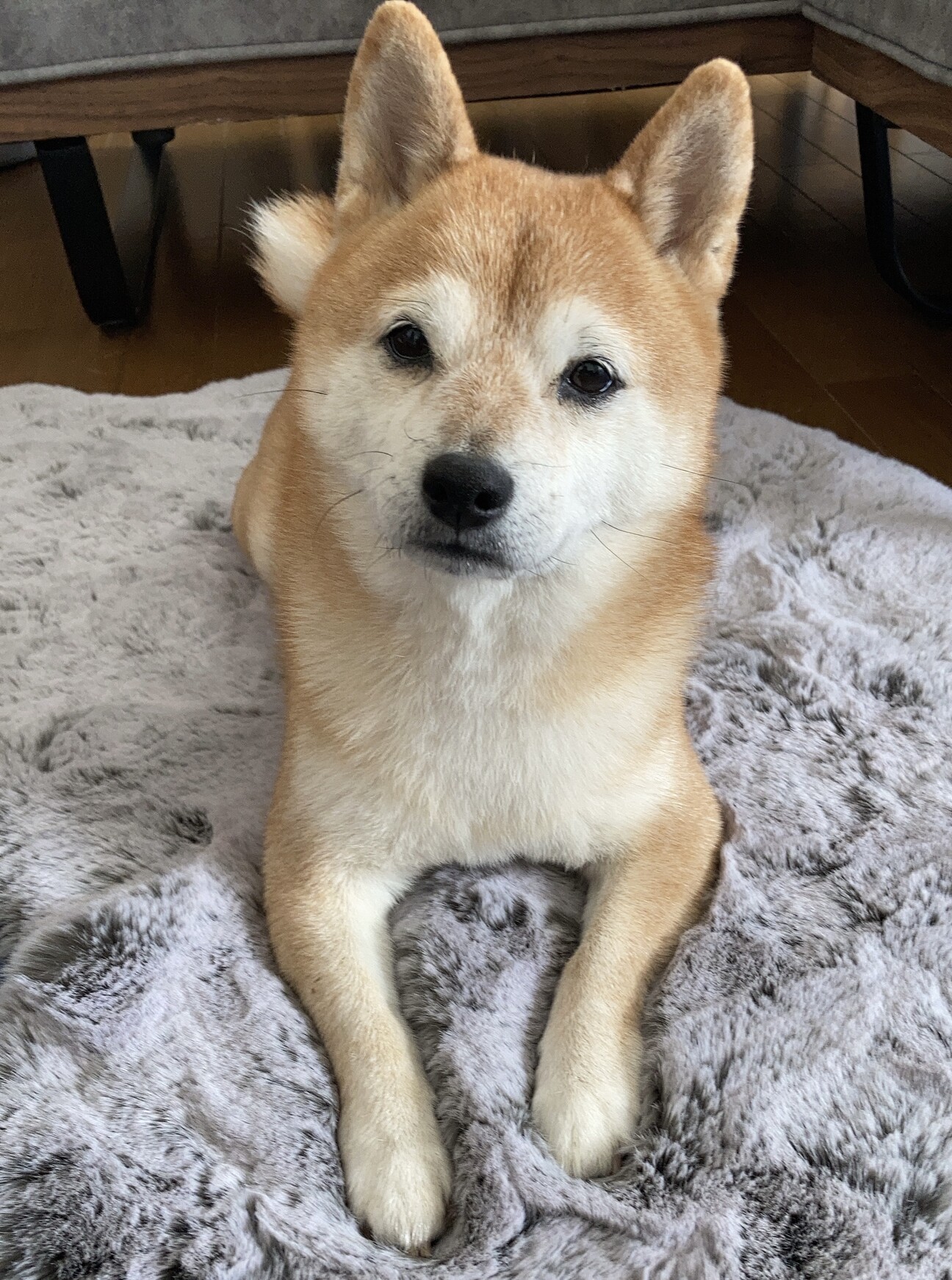 小さい豆柴ちゃん 5.4キロ」福岡県 - 犬の里親募集(532204) :: ペットのおうち【里親決定30万頭！】