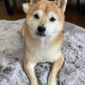小さい豆柴ちゃん　5.4キロ