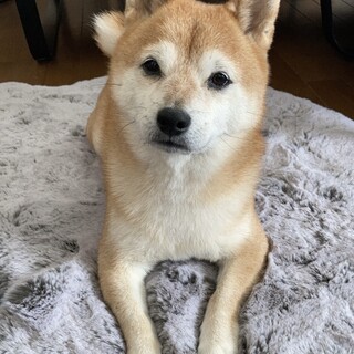 オーダー受付　柴犬　5/31 オーダー受付 柴犬 5/31 柴犬の子犬一覧｜ペットショップCoo＆RIKU