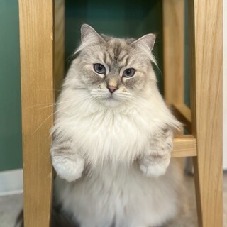 里親さま決定しました！