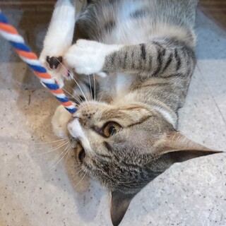 【クミン】遊ぶの大好き！TNR中の保護！