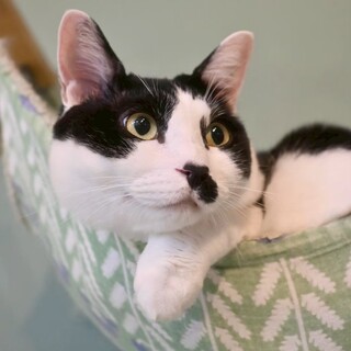 背中に乗ること、ハンモックが大好き！