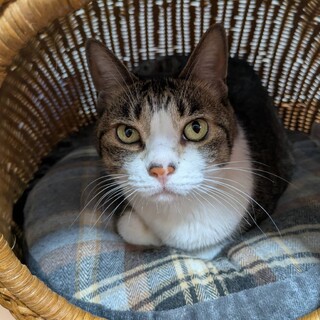 抱っこちゃん♡　めかぶ♀