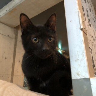 好奇心と勇気の詰まったくろにゃん