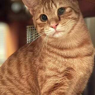 ボブテイルの可愛い男の子ロバート