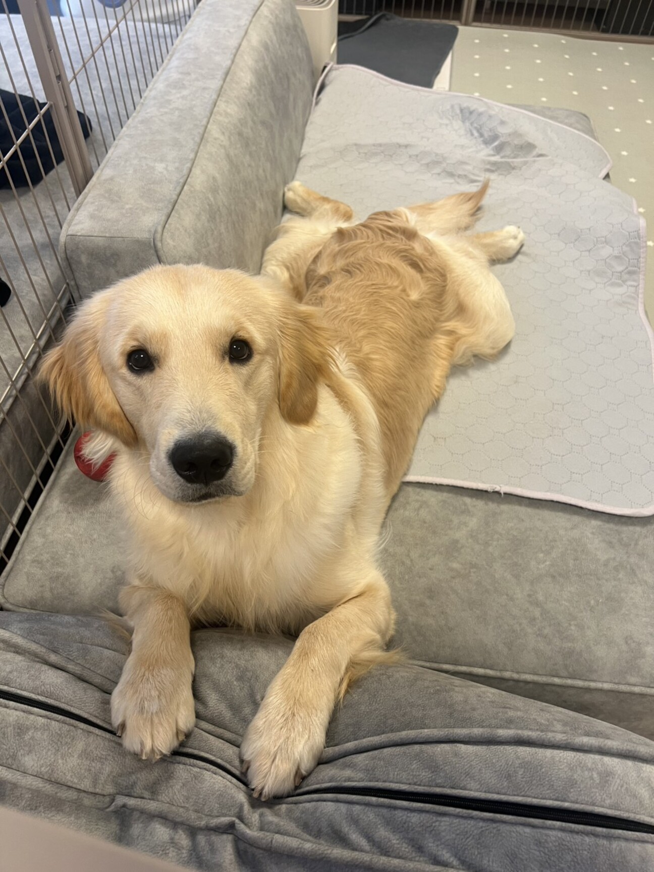 サンキューカード　30枚　ゴールデンレトリバー　ご注文受付中です☆ サンキューカード 30枚 ゴールデンレトリバー ご注文受付中です☆