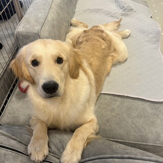 もうすぐ1歳のゴールデンレトリバー