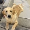 もうすぐ1歳のゴールデンレトリバー サムネイル1