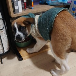 暴れ暴れぼんちゃん