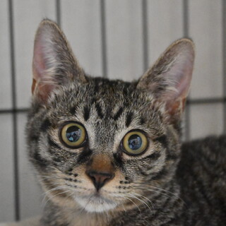 あむ：子猫1匹でたくましく生きてました！甘えん坊